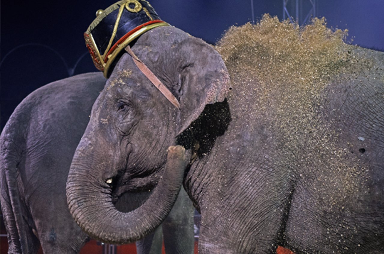 Stop udnyttelsen af elefanter og andre vilde dyr i danske cirkus.