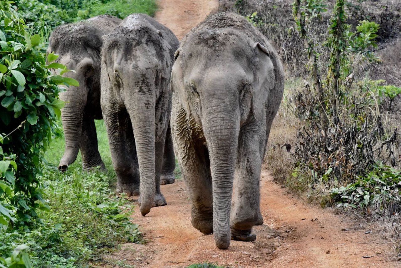 elephants_at_bles