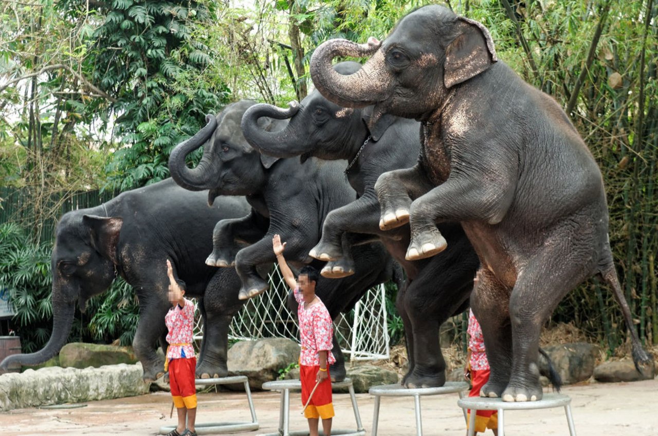 elephants_performing_at_a_thai_show