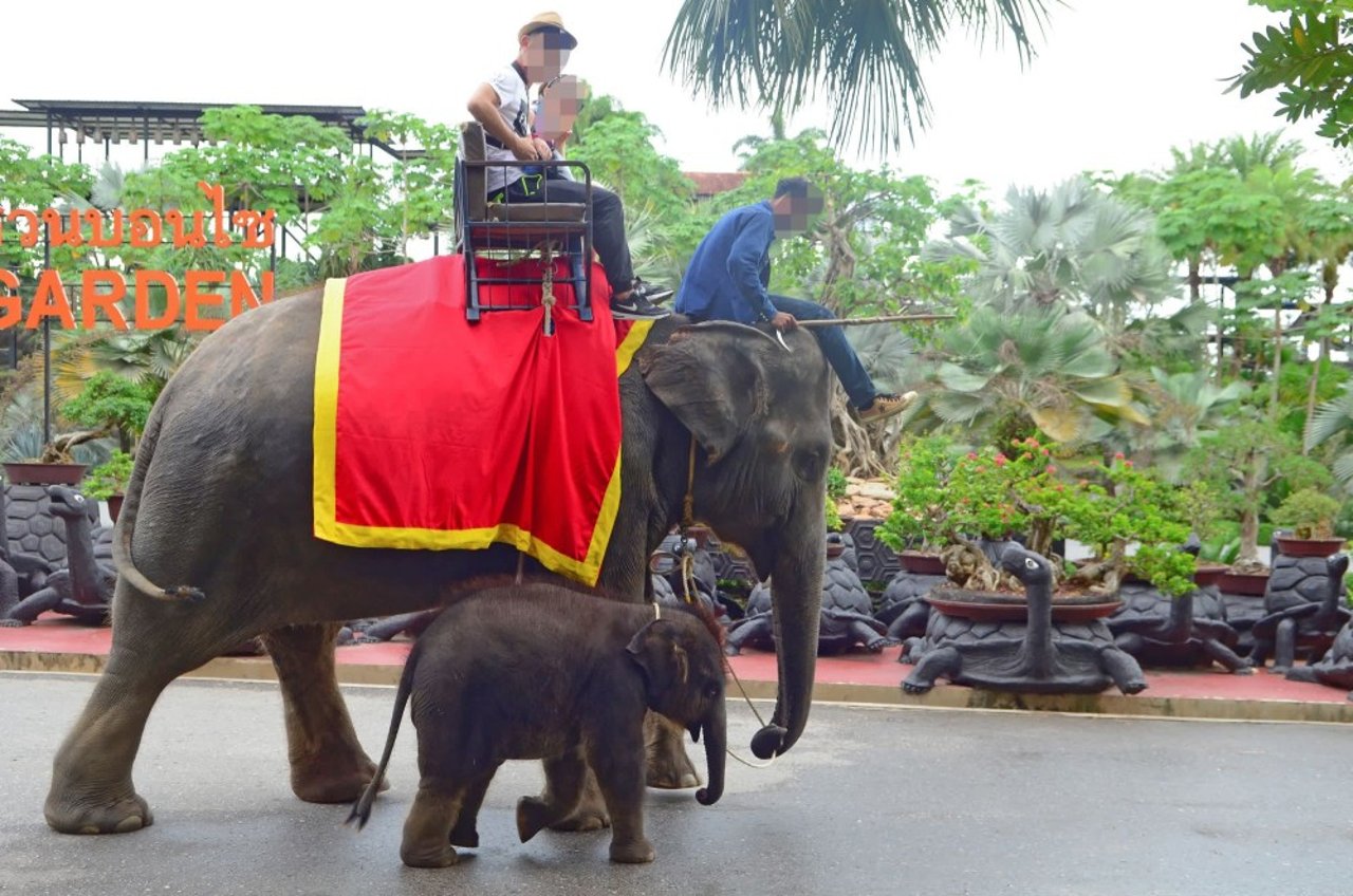 elephants_used_to_entertain_tourists_at_cruel_attraction_in_thailand