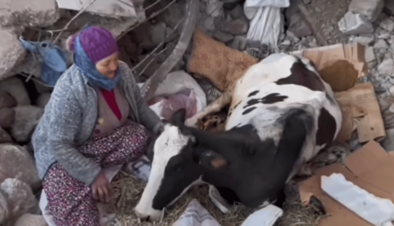 Elif Alba og hendes ko Boncuk efter jordskælvene i Tyrkiet