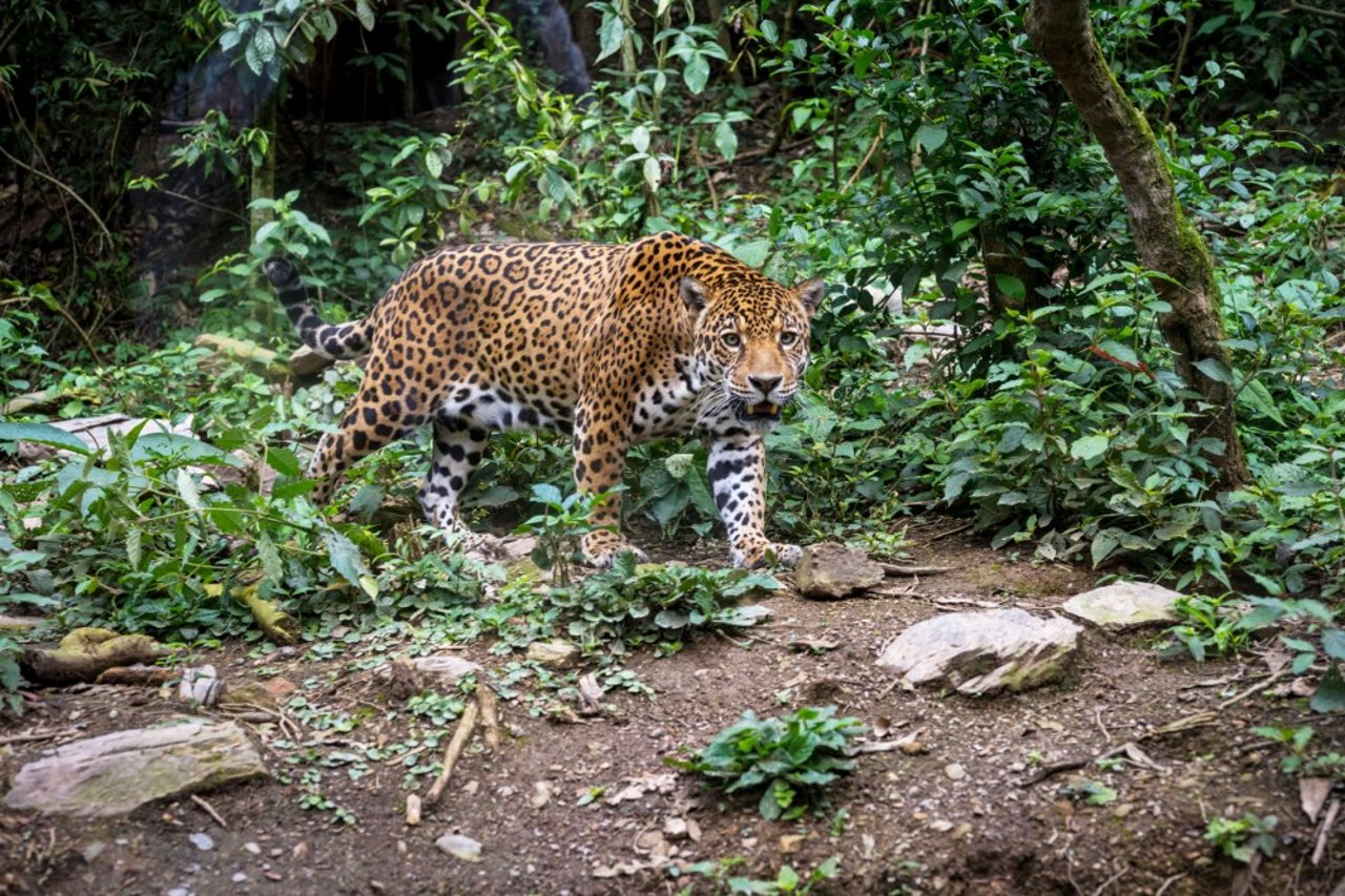 Jaguar i Senda Verde Reservat. Foto: Emi Kondo