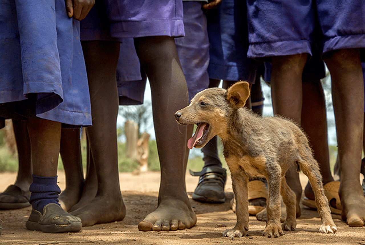 en-million-hunde-vaccineret-incontext3_0