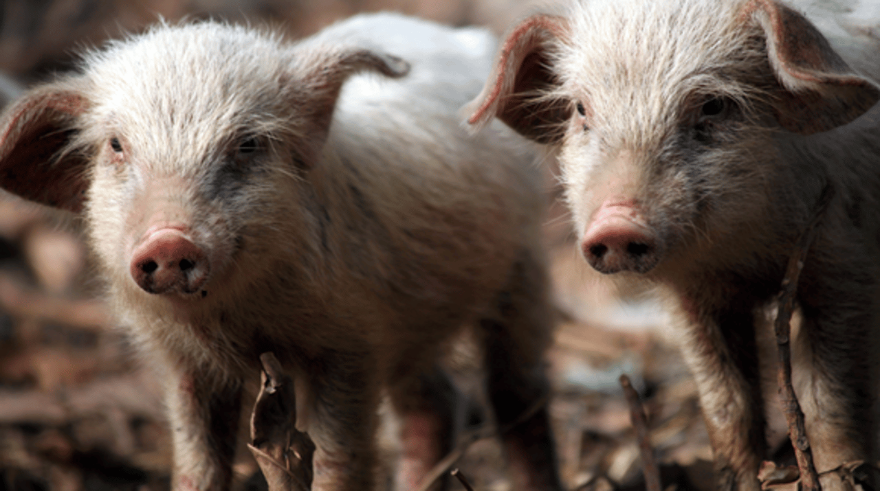 et-godt-ar-for-dyrene-grise2014