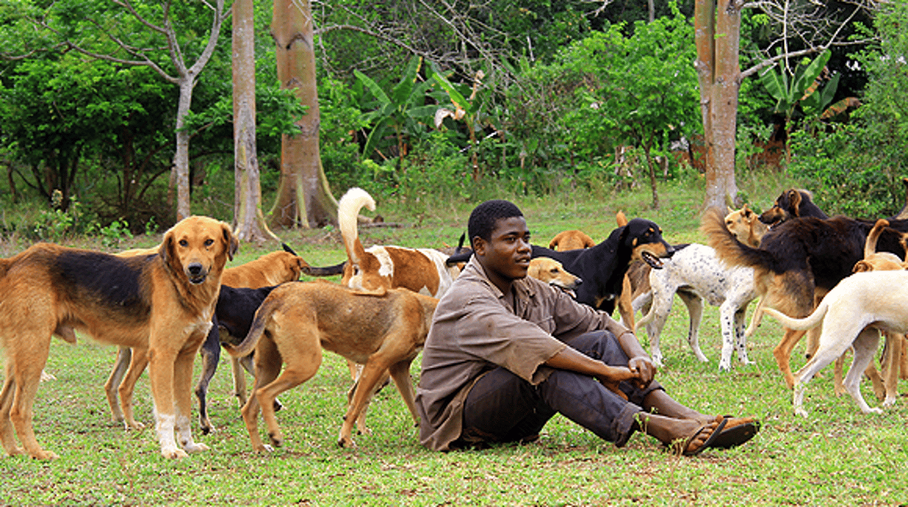 et-godt-ar-for-dyrene-hunde2014