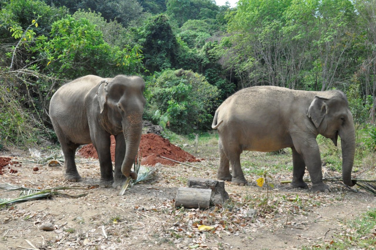 Elefanterne nyder livet i Following Giants