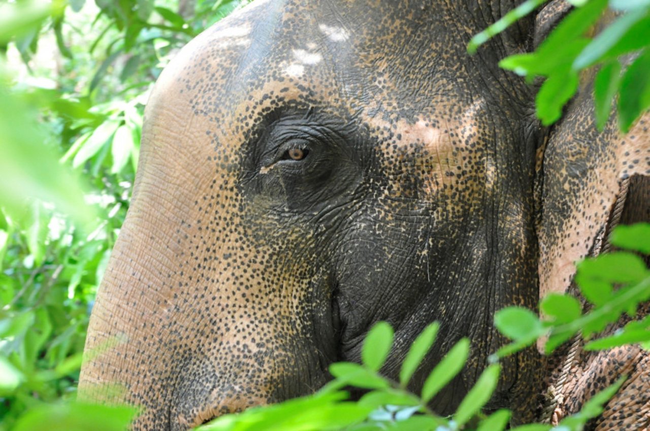 I Following Giants har elefanterne et godt elefantliv