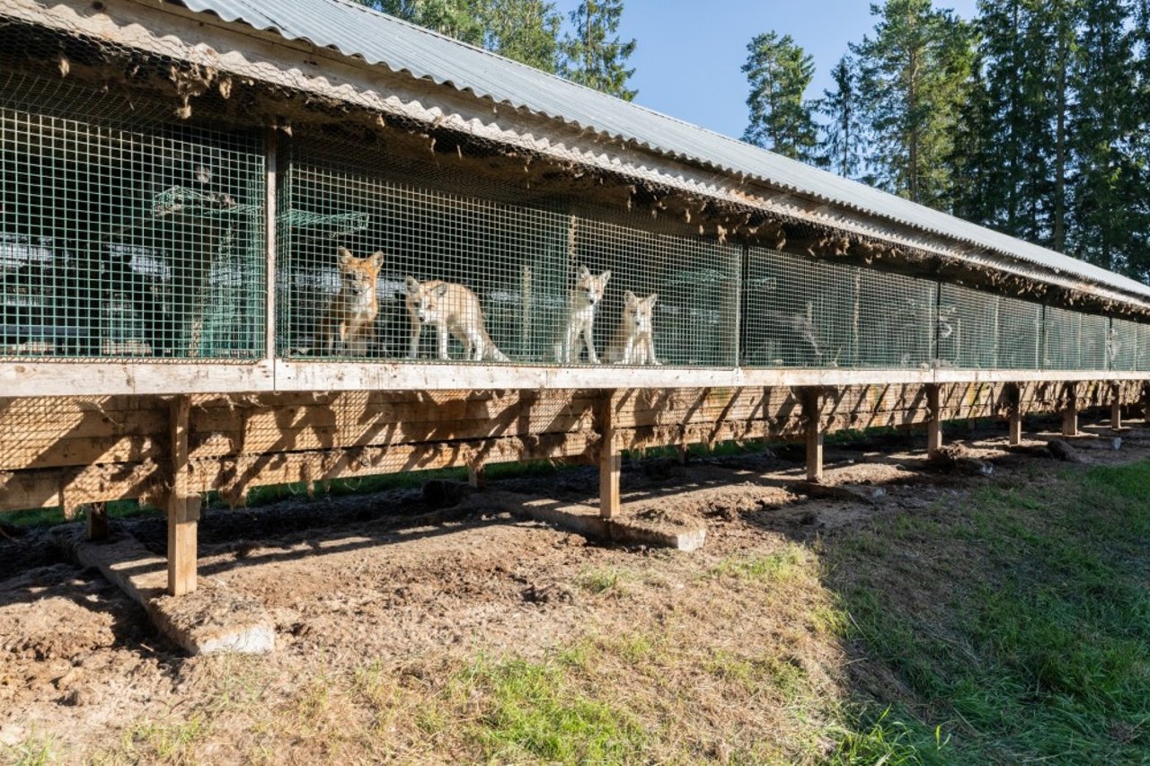 Ræve på finsk pelsfarm. Kreditering: Four Paws / Fred Dott