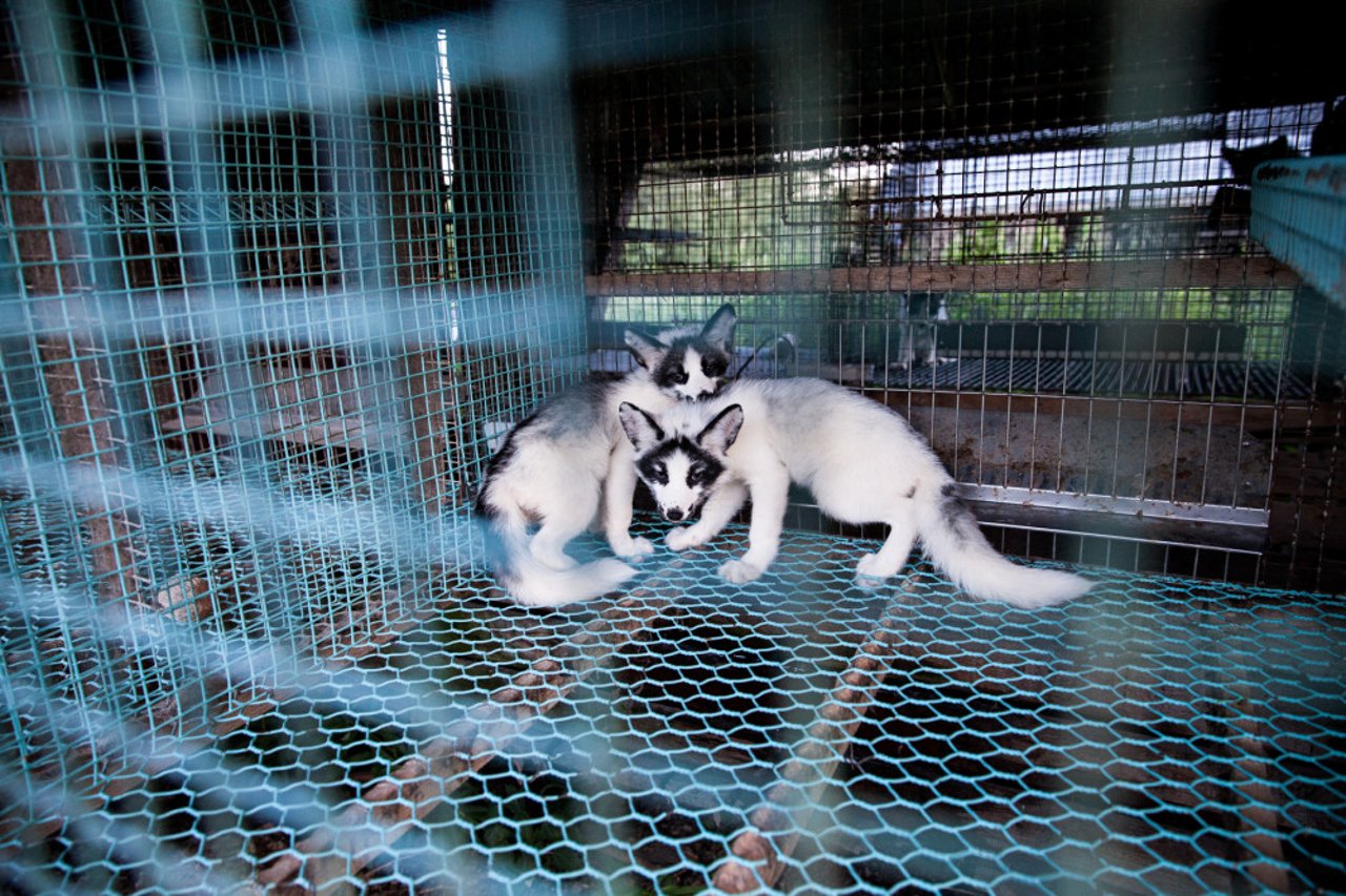 Ræv på finsk pelsfarm. Foto: FOUR PAWS / Fred Dott