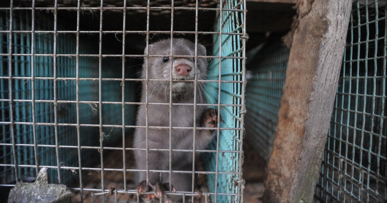 Min på svensk minkfarm. Foto: Jo-Anne McArthur / We Animals