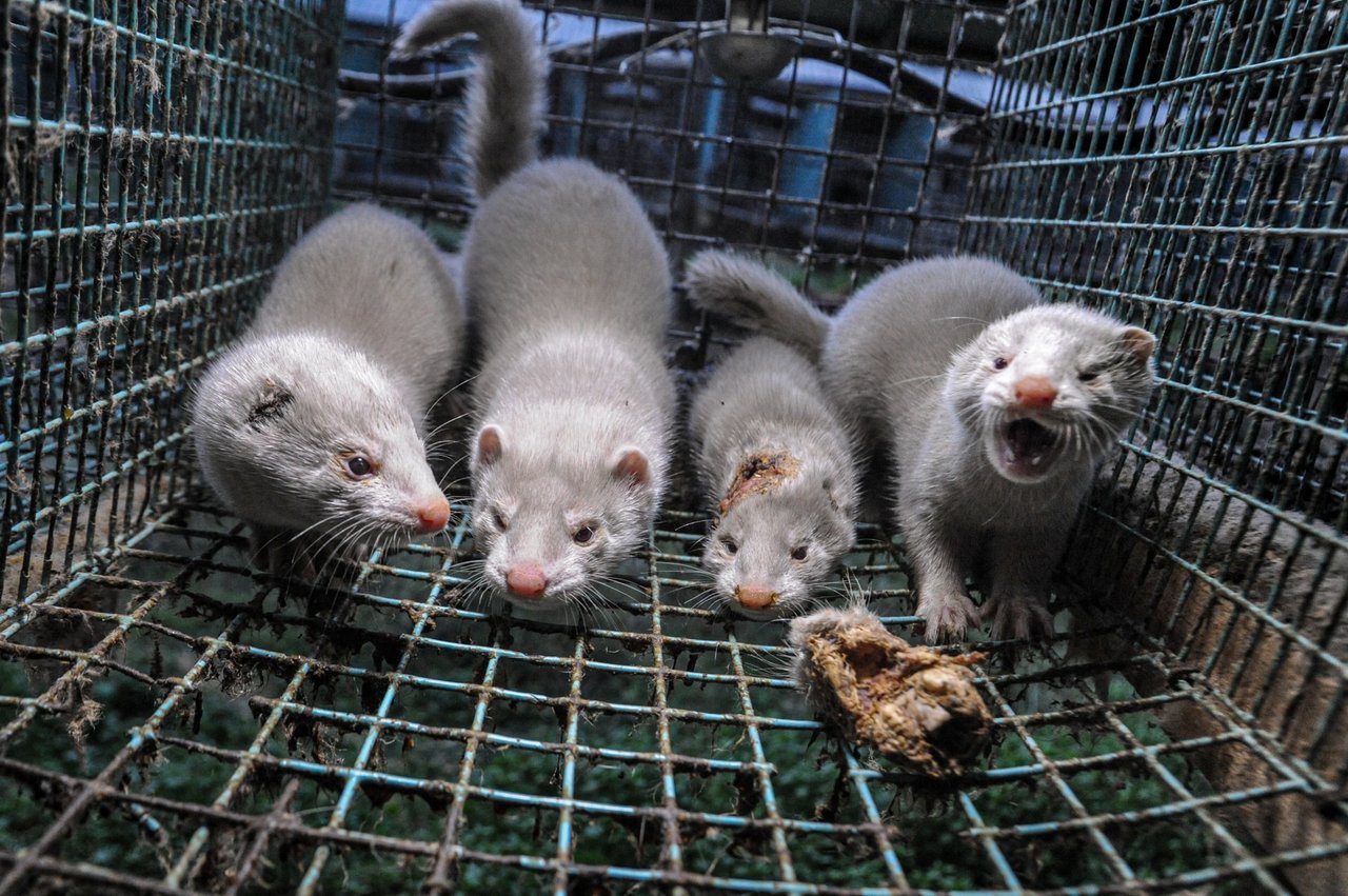 Minkproduktion er dyremishandling. Foto: Jo-Anne McArthur / We Animals