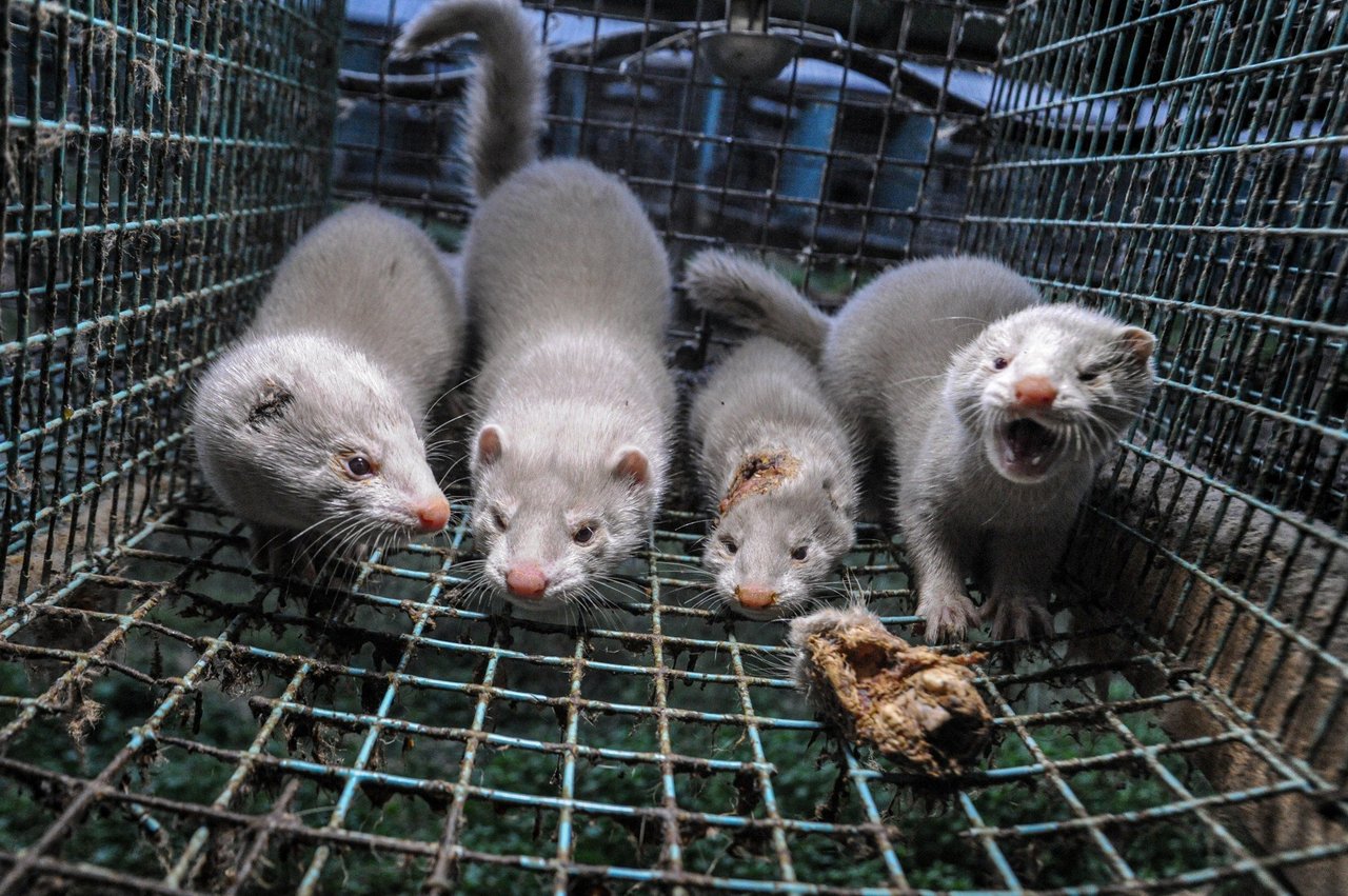 Min på svensk minkfarm. Foto: Jo-Anne McArthur / We Animals