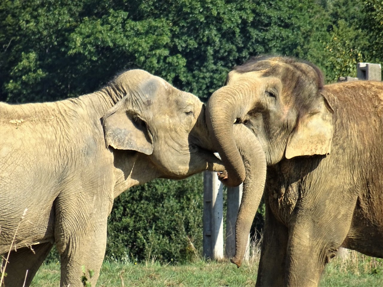 Gandhi og Delhis første møde uden hegn imellem. Foto: Elephant Haven