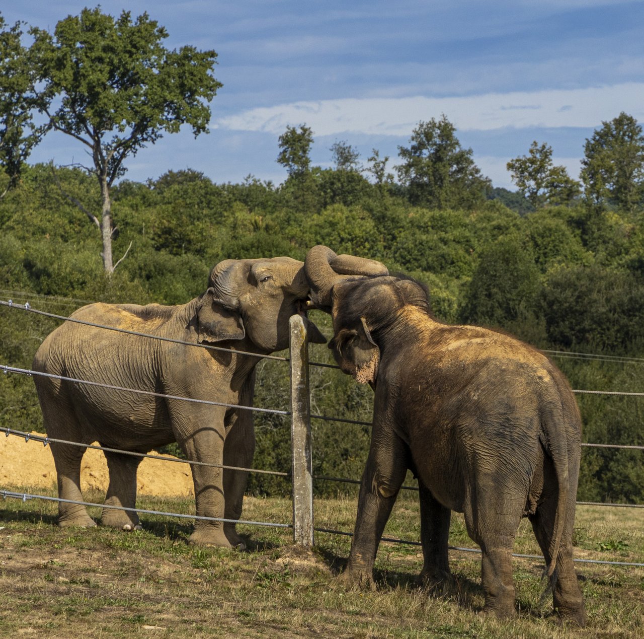 Gandhi og Delhis første møde uden hegn imellem. Foto: Elephant Haven