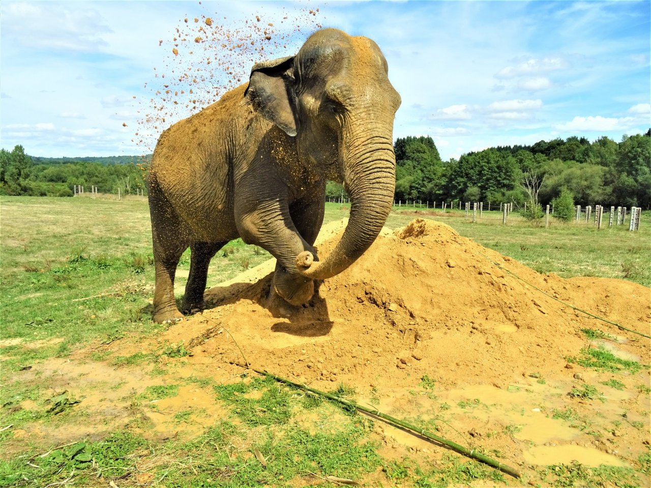 Elefanterne Gandhi og Delhi møder hinanden rigtigt for første gang i elefantreservatet Elephant Haven.