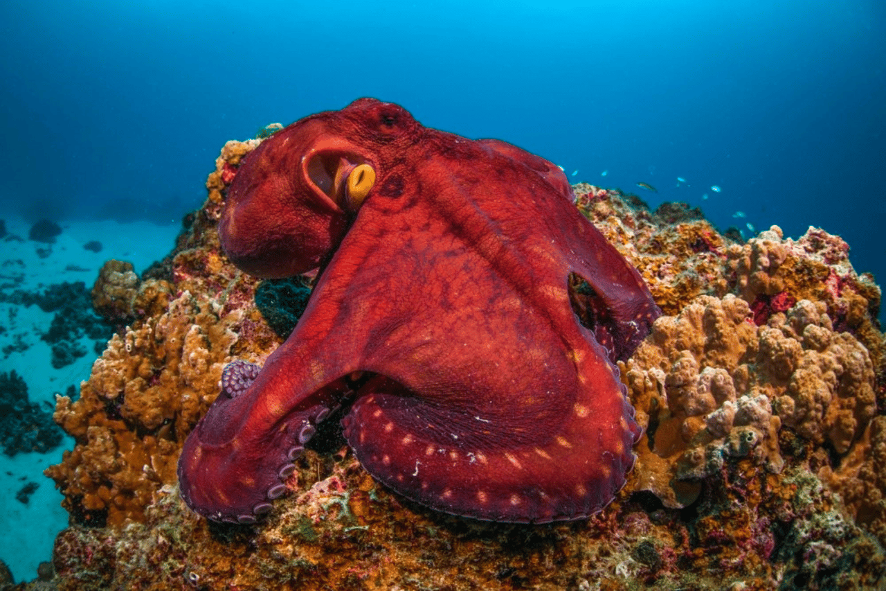 Rød blæksprutte