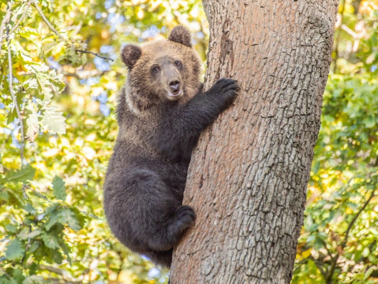 Den reddede bjørneunge Gitte i Libearty Bjørnereservat i Rumænien