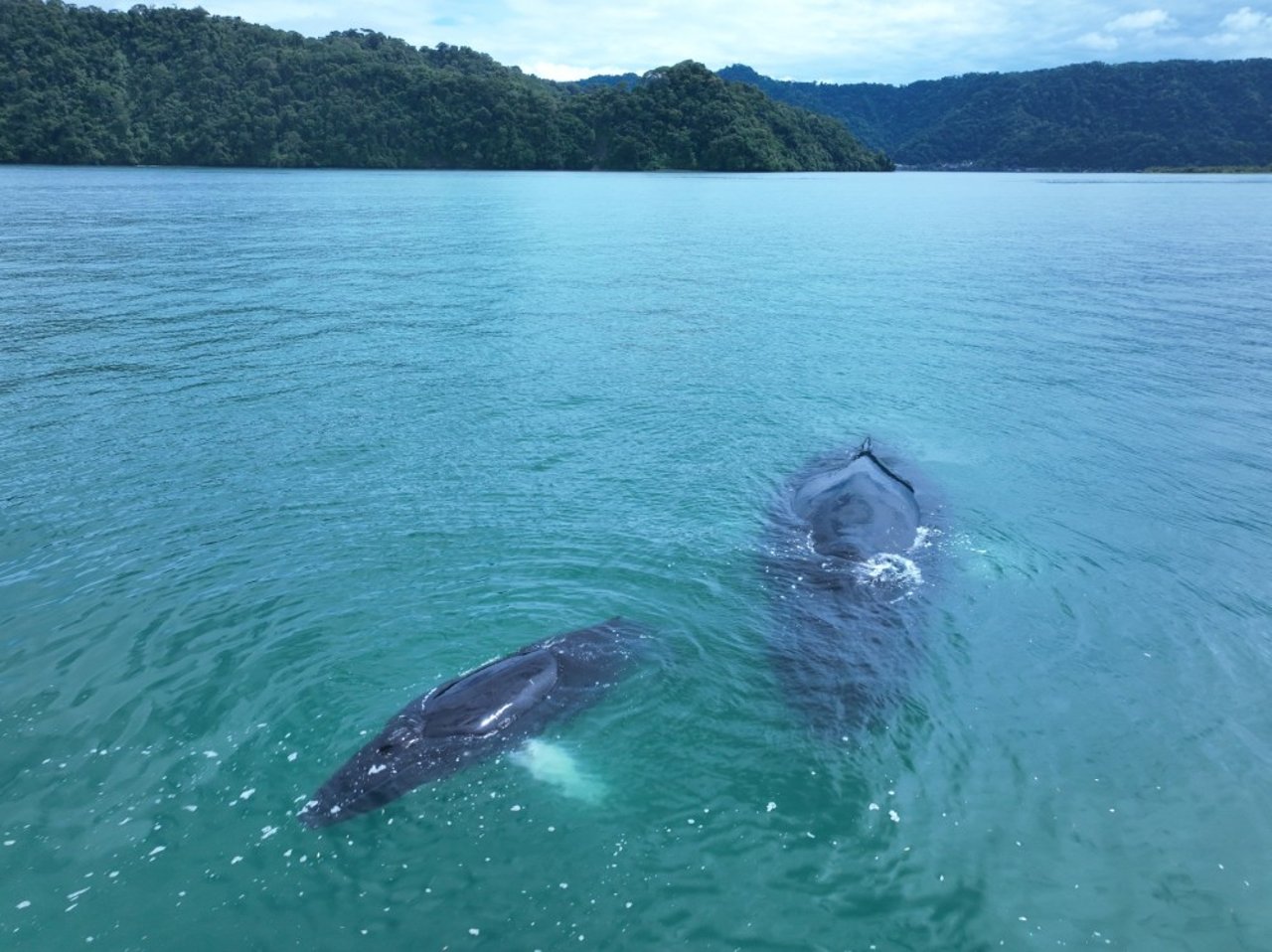Pukkelhvalerne boltrer sig i Golfo Dulce i Costa Rica. Foto: Pacific Ecology