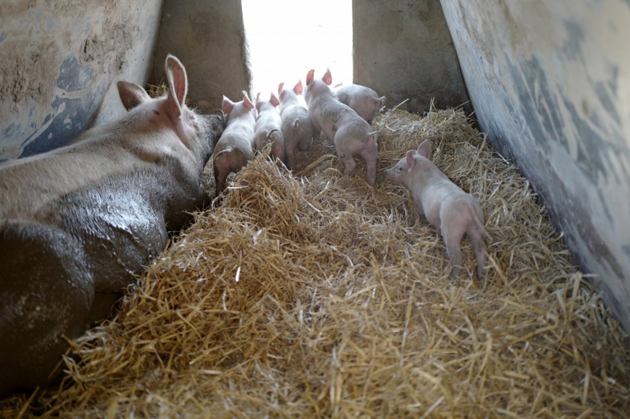 En af grisehytterne hos Vinfeldt Øko. Foto: Christian Andersen