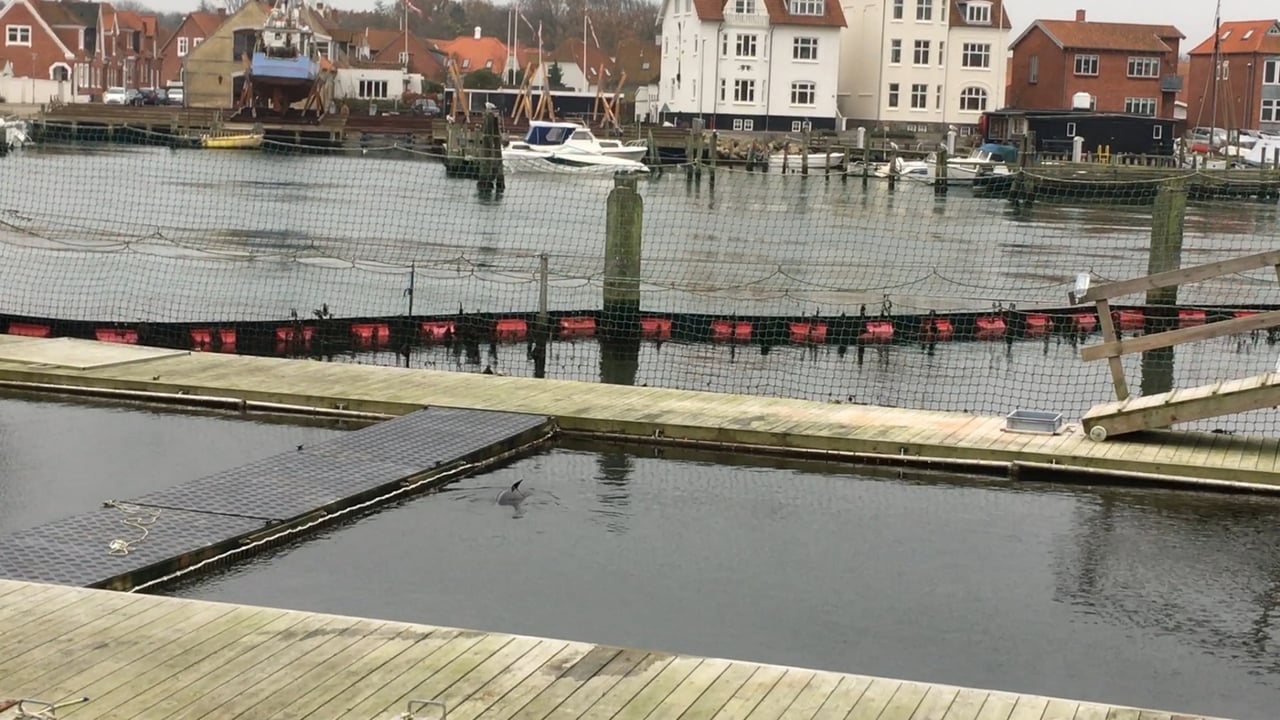 Havnebassinet ved Fjord&amp;Bælt, hvor marsvinene holdes i fangenskab