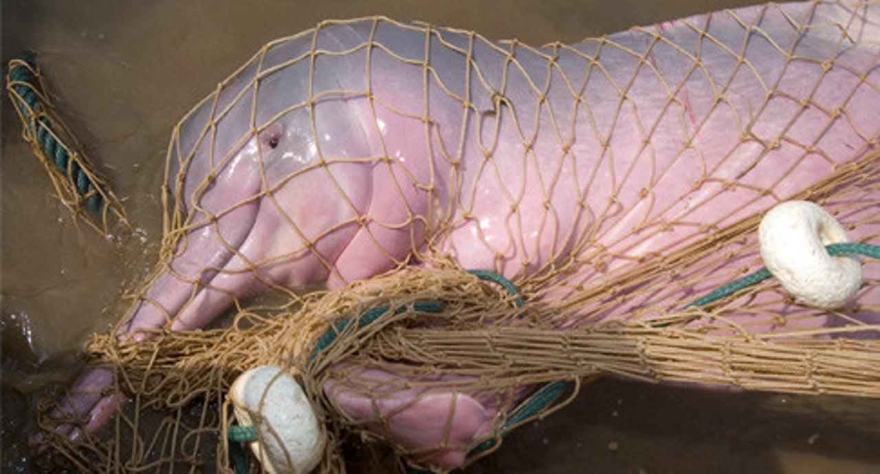 Lyserød floddelfin i Amazonas