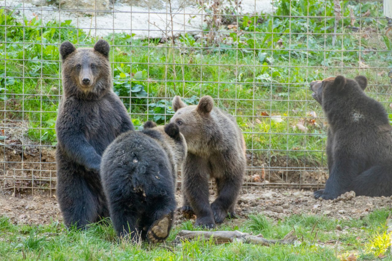 Bjørneungen Hugh sammen med andre reddede bjørneunger i Libearty Bjørnereservat i Rumænien