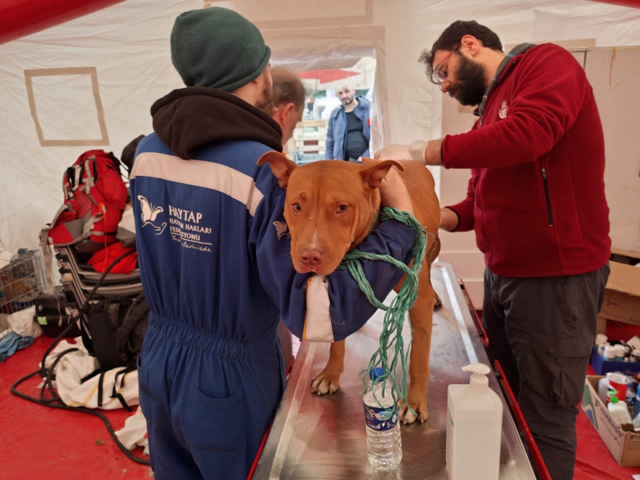 En af de hunde, som redningsfolkene har reddet ud af ruinerne efter jordskælvene i Tyrkiet