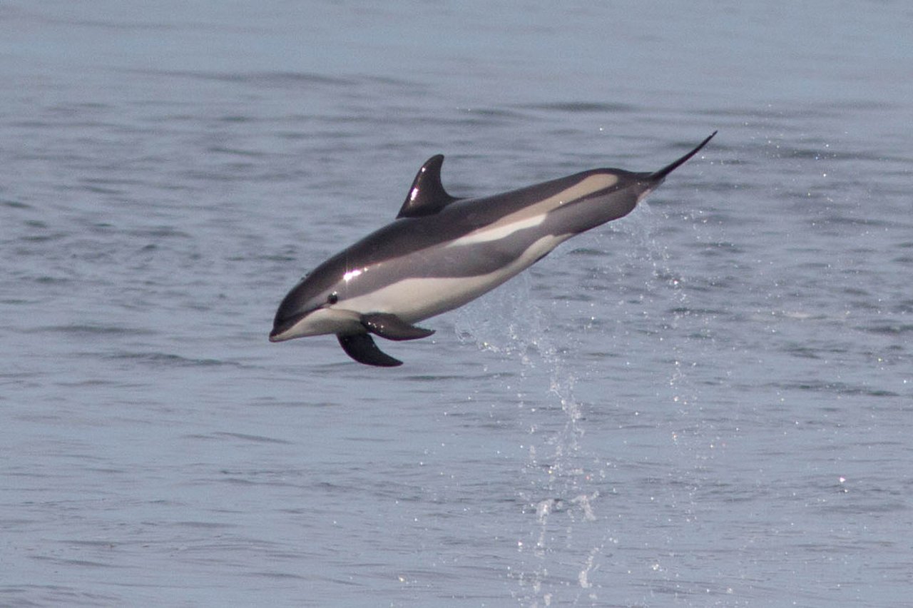 Hvidsidet delfin i sit rette element i Atlanterhavet