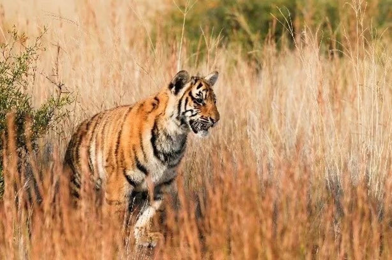 Órfãos do Fogo behandler og rehabiliterer myreslugerunger, der er ofre for brandene i Pantanal, Brasilien