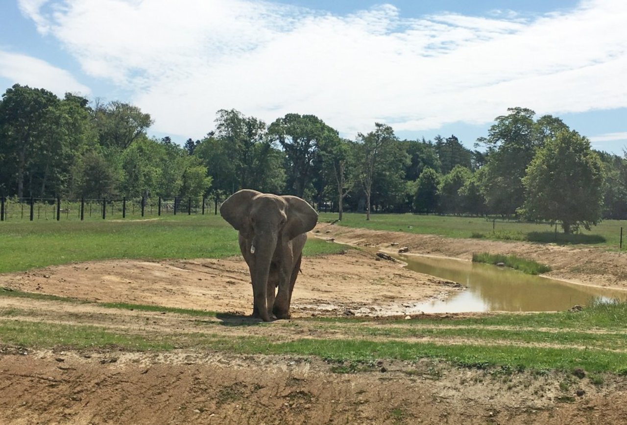 Elefanterne har fået et mere naturligt liv i Knuthenborg Safaripark
