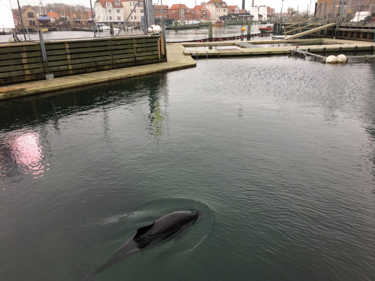 Marsvinet Freja i Fjord&amp;Bælts havnebassin