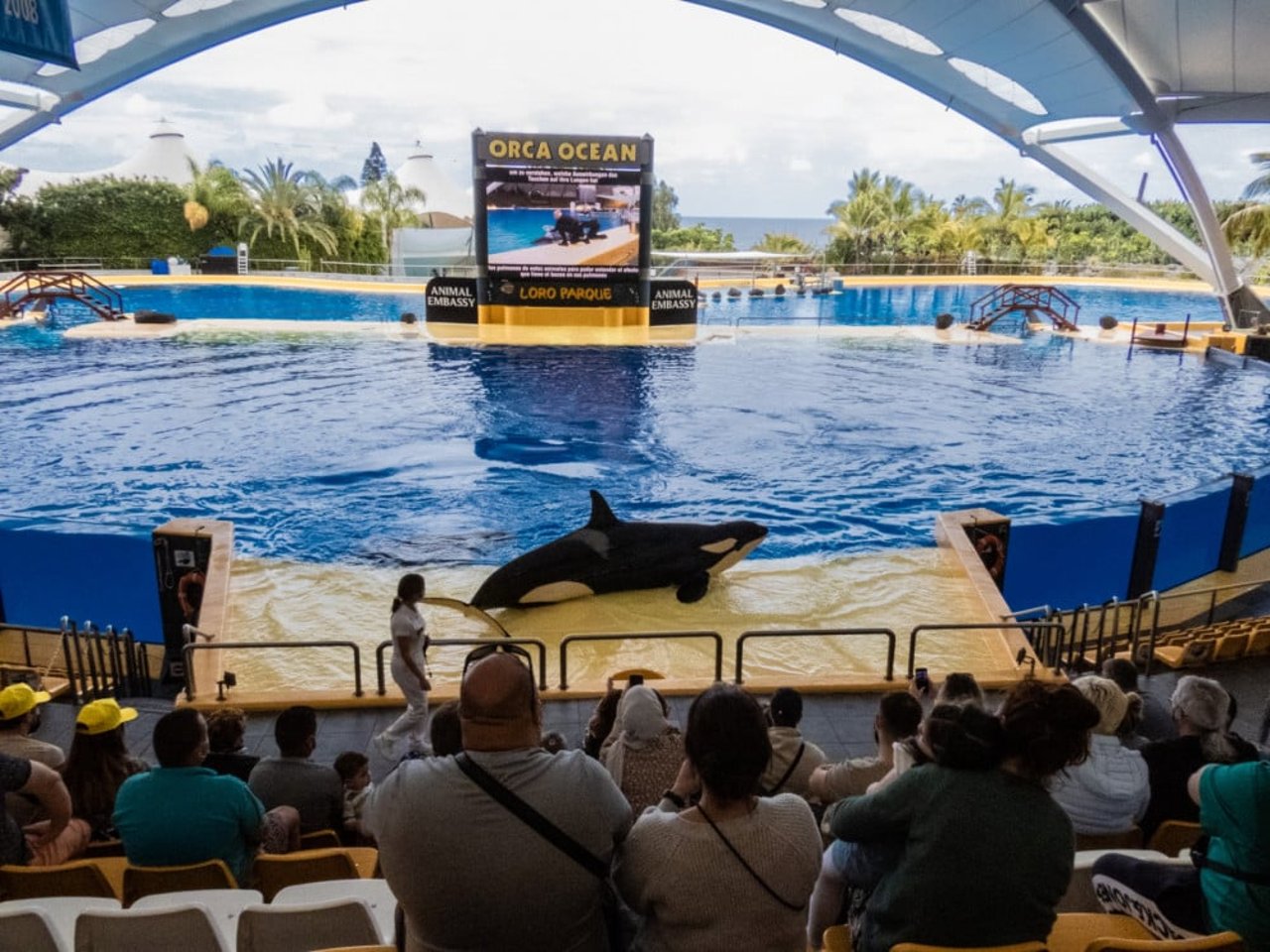 Spækhuggershow i Loro Parque på Tenerife