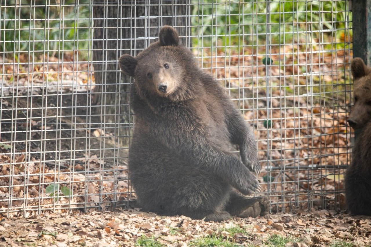 Reddet bjørneunge i Libearty Bjørnereservat i Rumænien