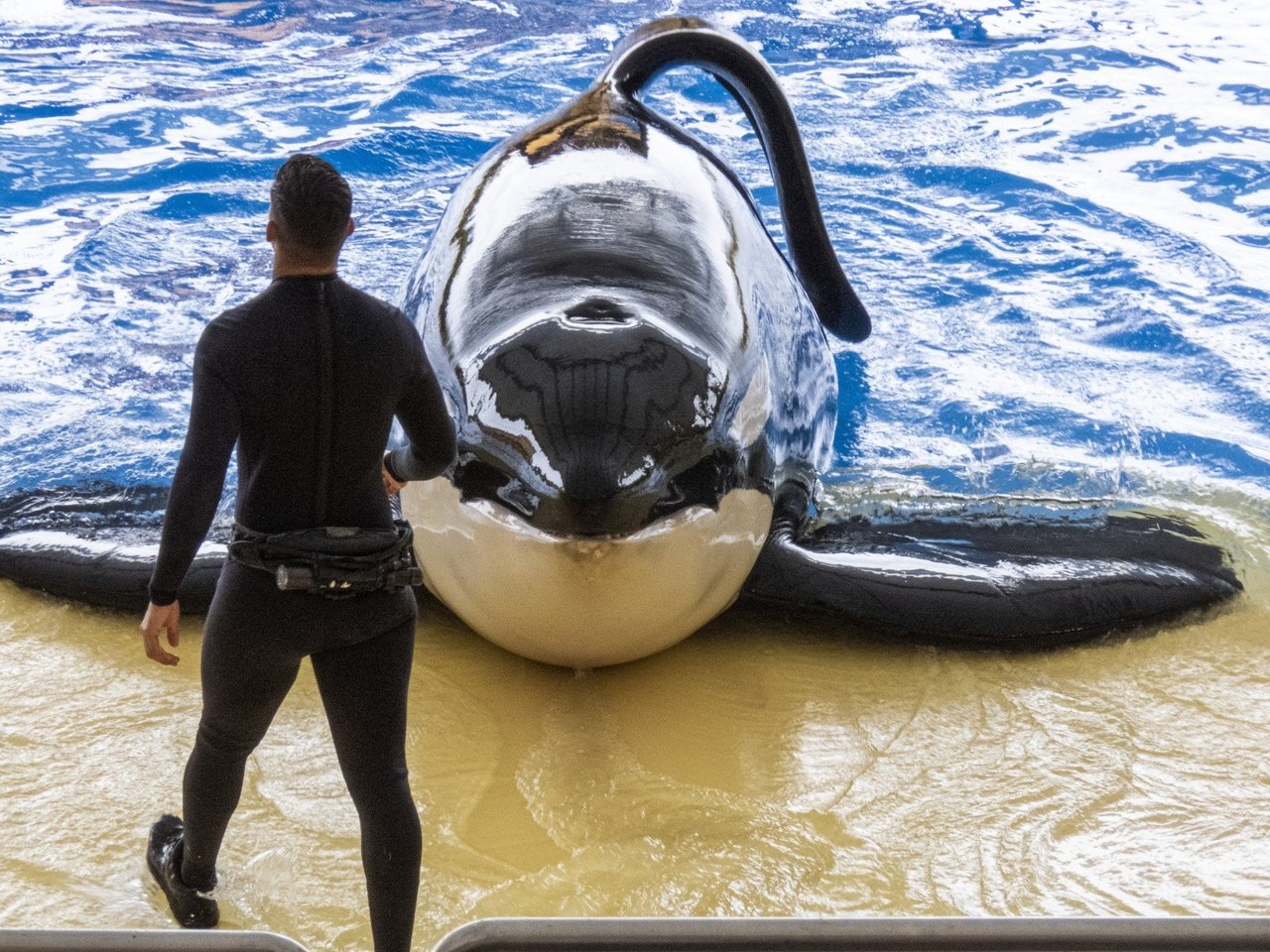 Spækhuggere optræder i shows i Loro Parque