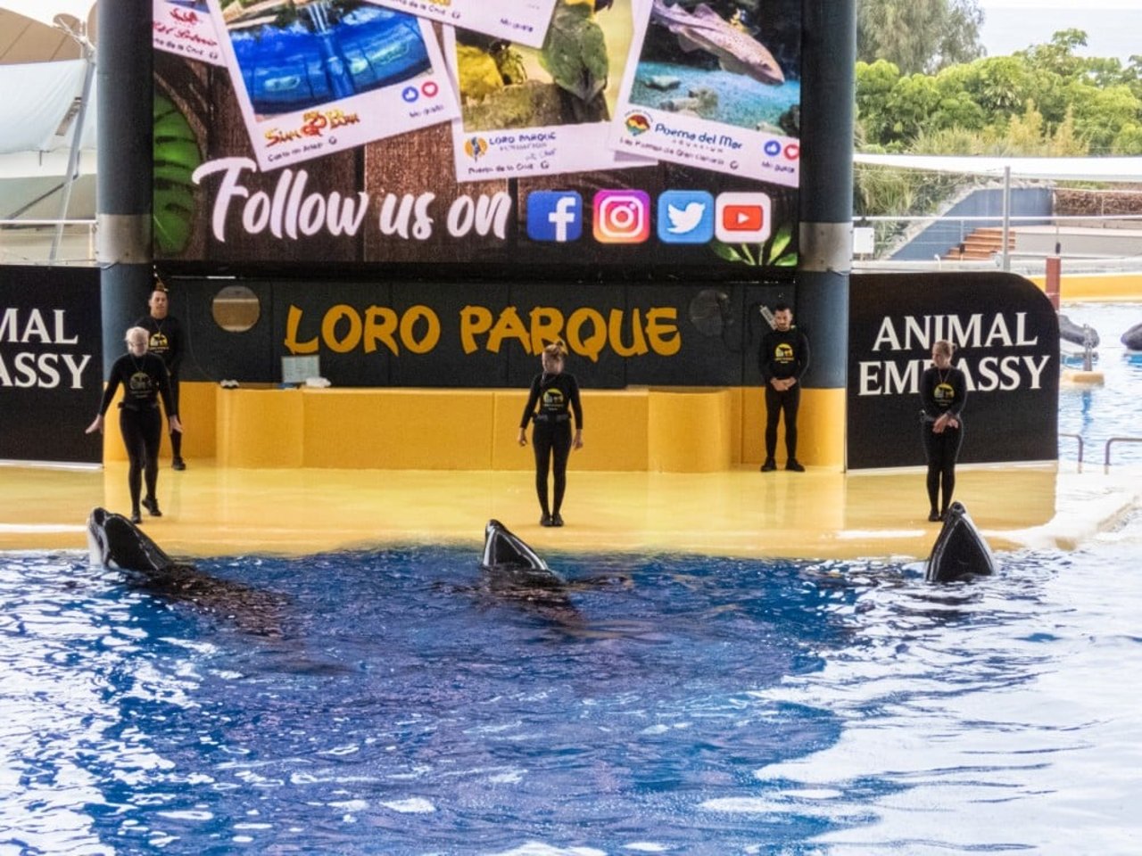 Optrædende spækhuggere i Loro Parque på Tenerife