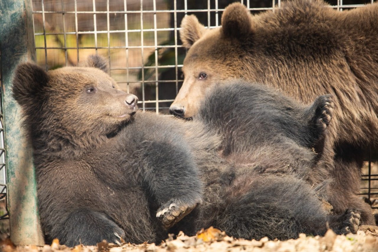 Reddede bjørneunger i Libearty Bjørnereservat i Rumænien