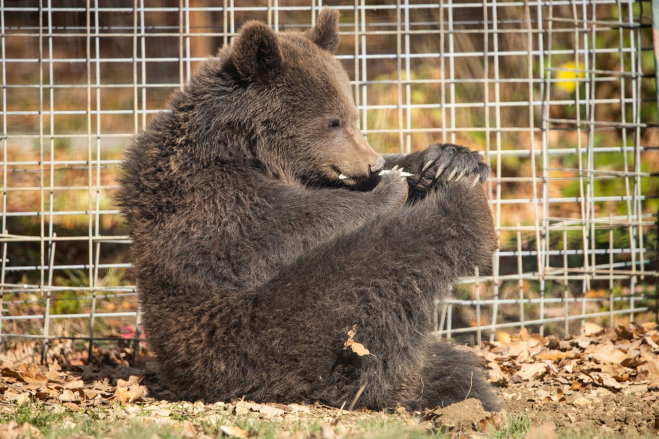 Reddet bjørneunge i Libearty Bjørnereservat i Rumænien