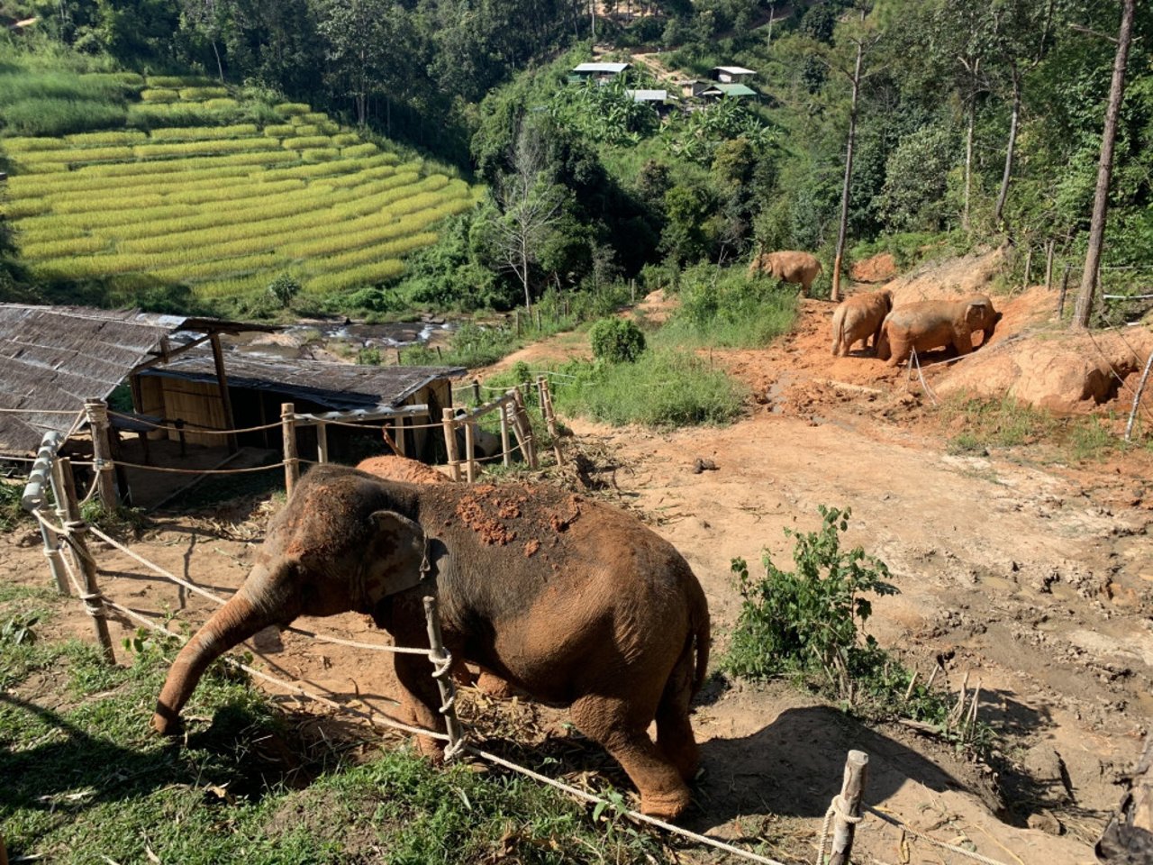 Elefanterne nyder livet i Mandalao