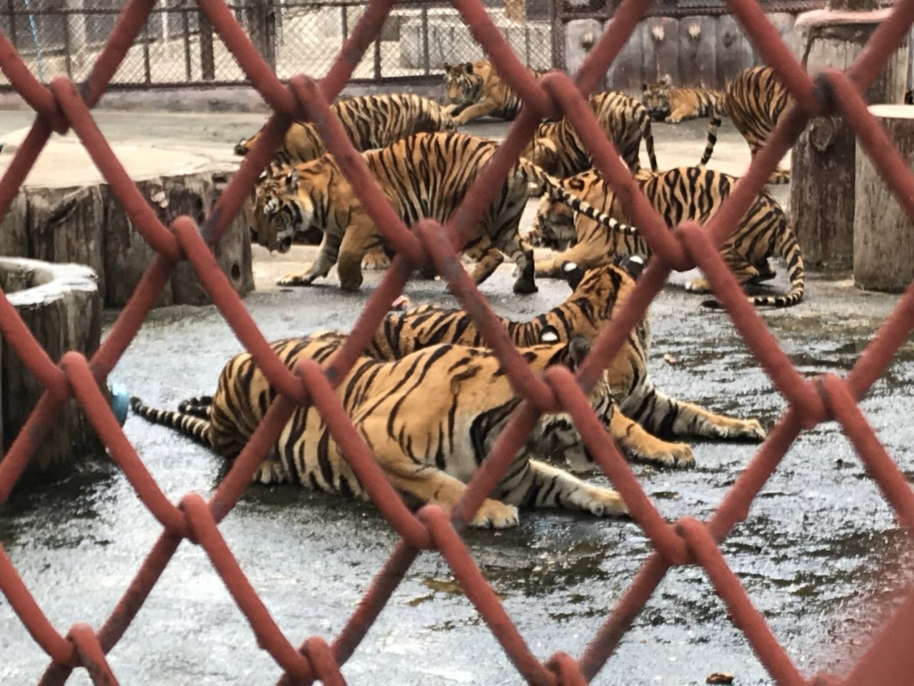 A baby tiger without one eye spends the entire day in this tiny cage, tourists pay to feed these baby tigers with milk. Credit Line: World Animal Protection/Emi Kondo