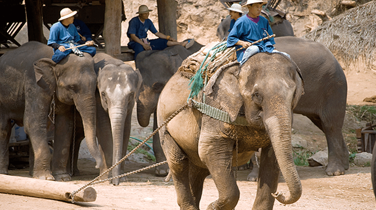 Vilda djur plågas för turister: Stöd vår kamp för djuren
