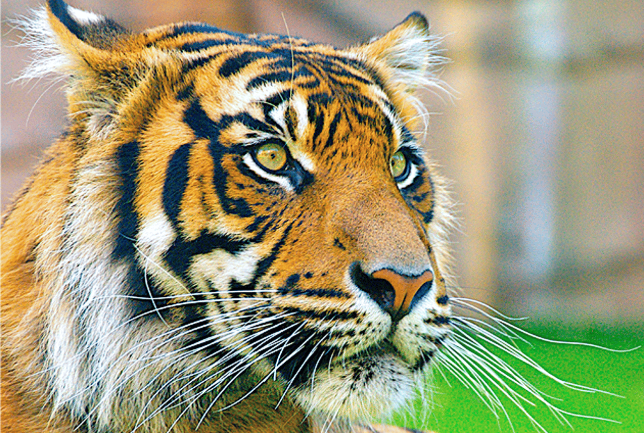 incontext-tiger-closeup-tigerday