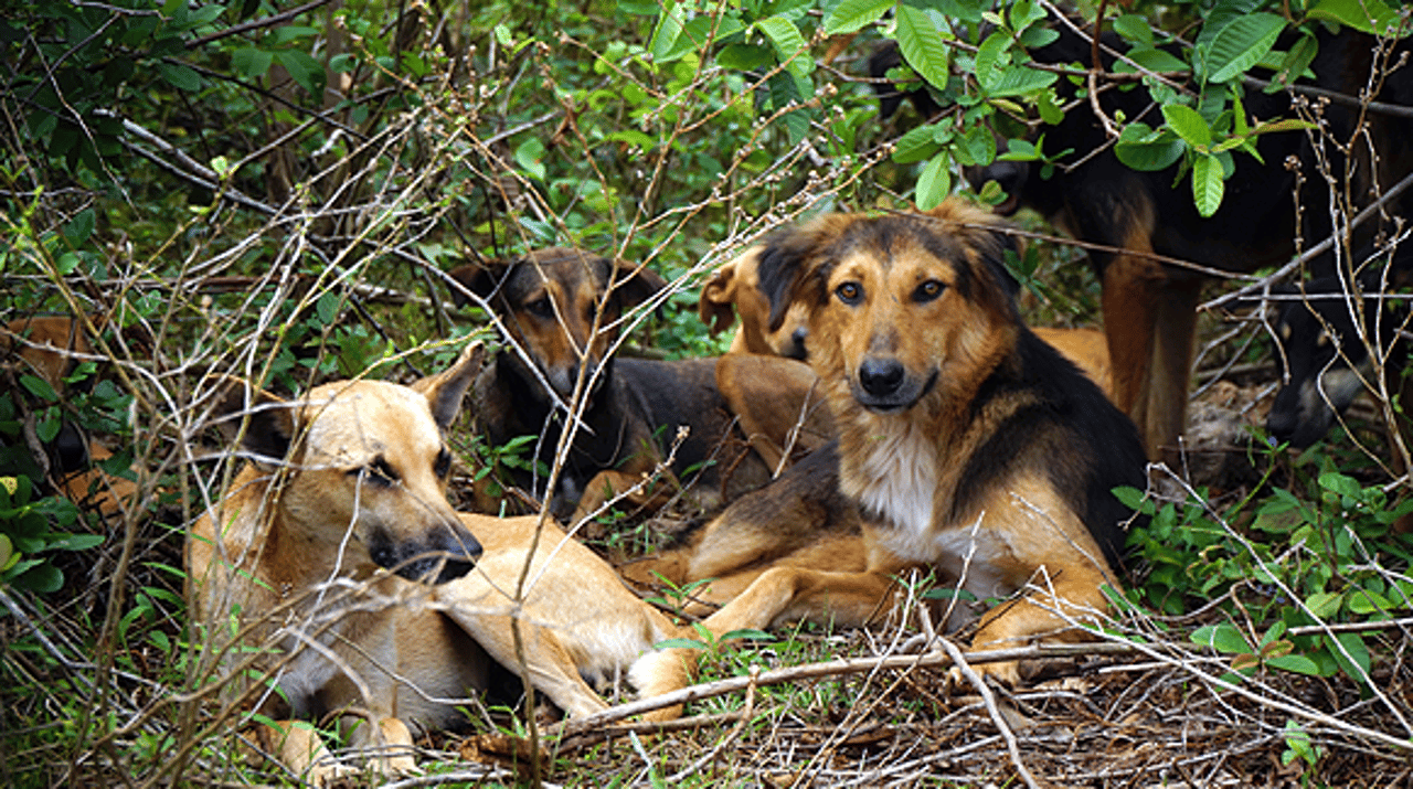 incontext-zanzibar-hunde