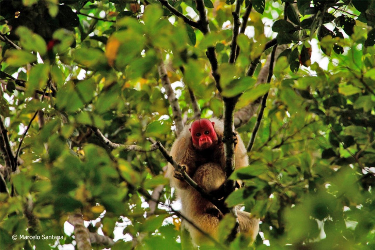 En uakari-abe i Amazon Uakari Heritage Area. Foto: Marcelo Ismar Santana