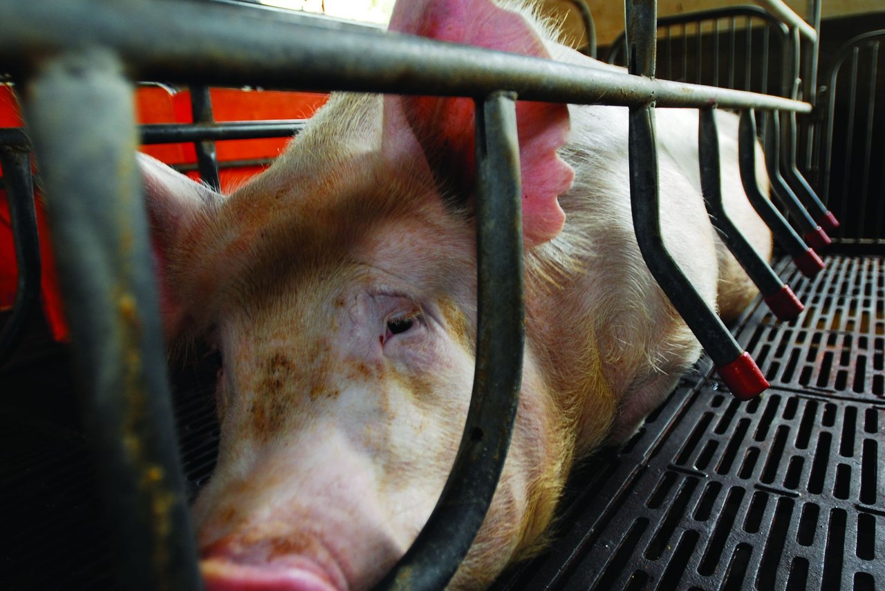 intensively_farmed_pig_in_farrowing_crate