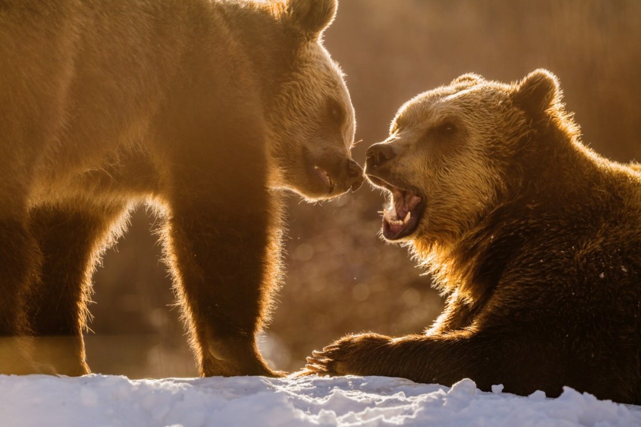 Two bears playing in golden sunshine