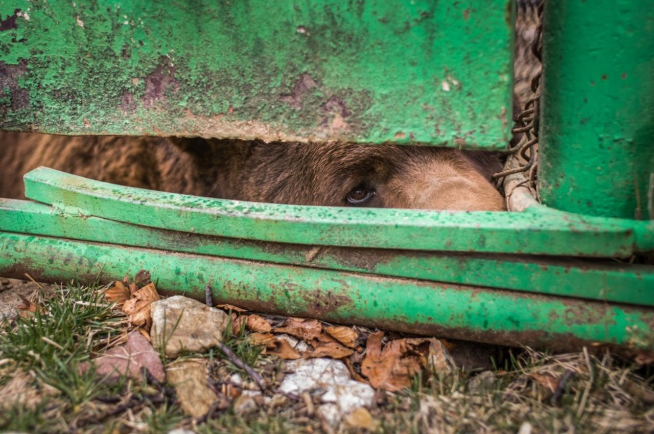 Captive bear in enclosure