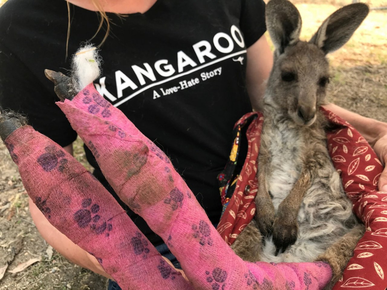 Såret kænguru reddet fra Australiens skovbrande