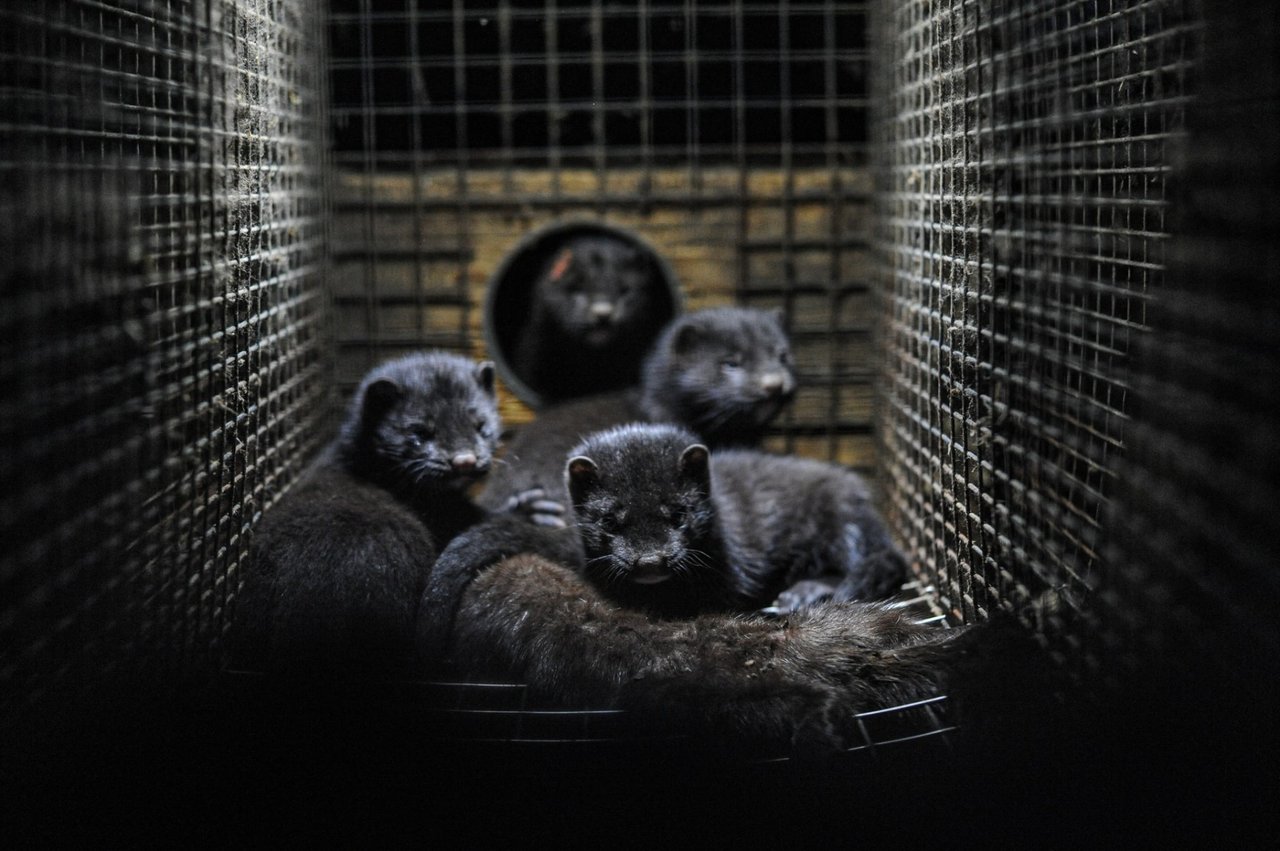 Minks in cage