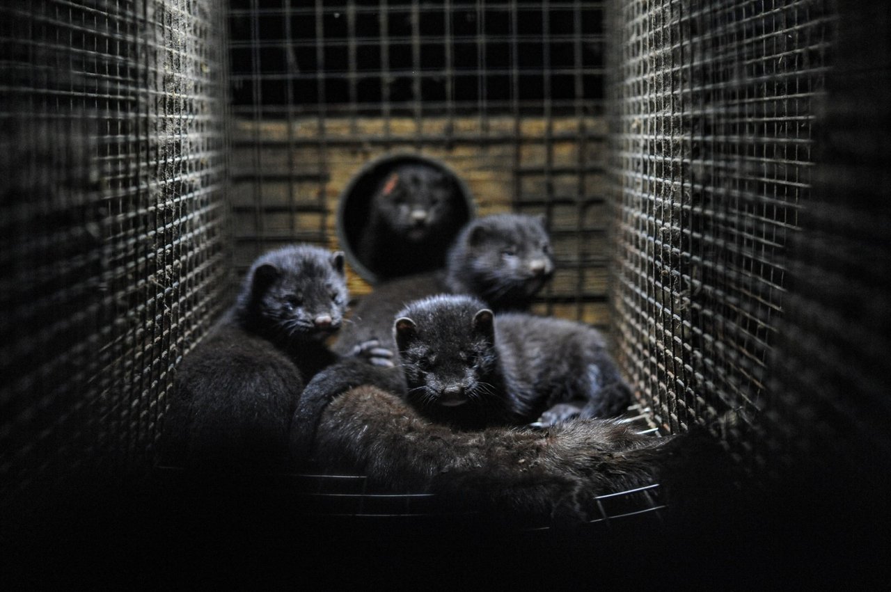 Minks in cage