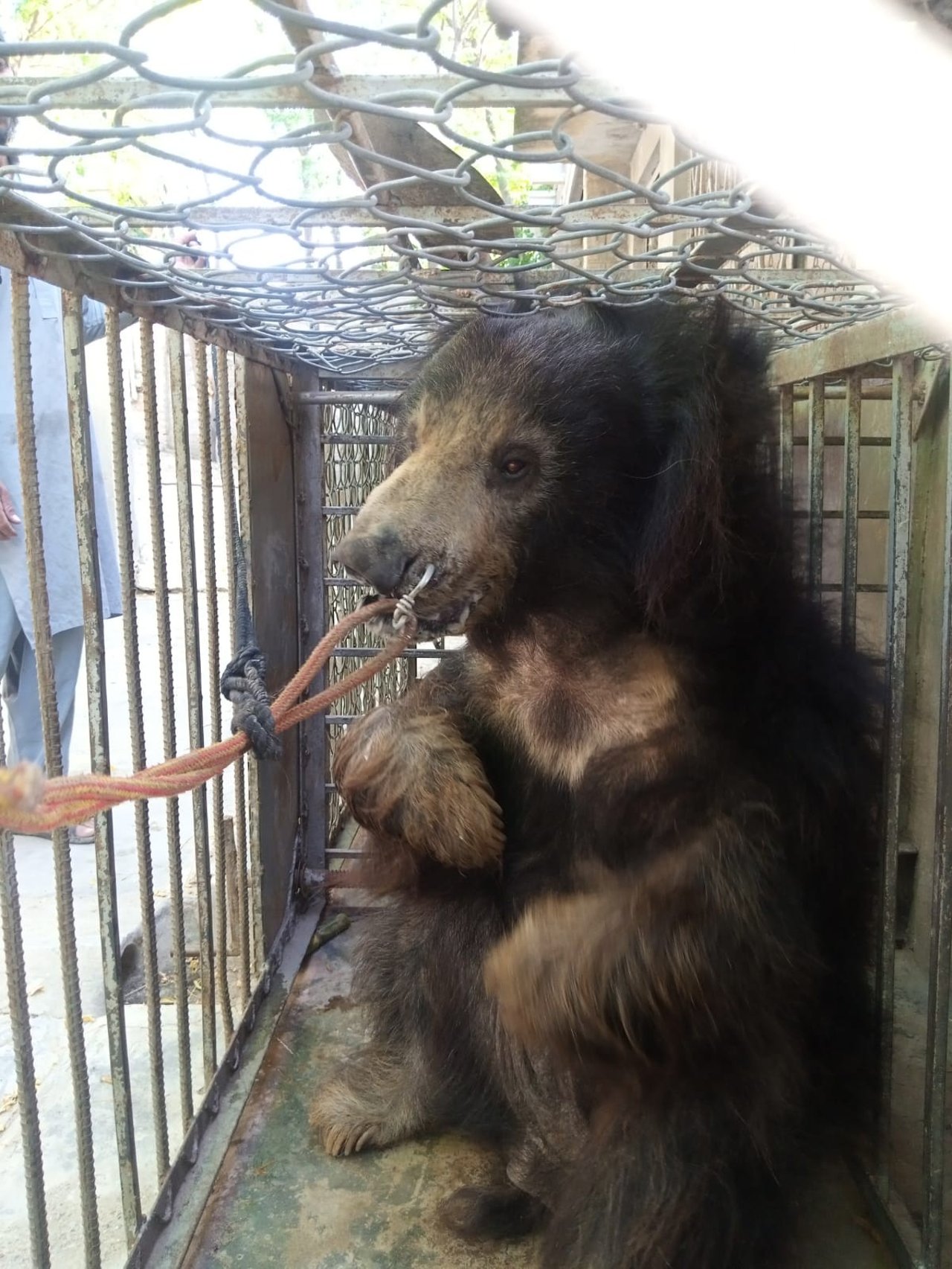 Bjørnen Chaman blev udnyttet som dansebjørn og i bjørne-hundekampe i Pakistan